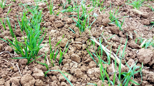 又到小麦播种季，“唤醒”拌种出苗齐！